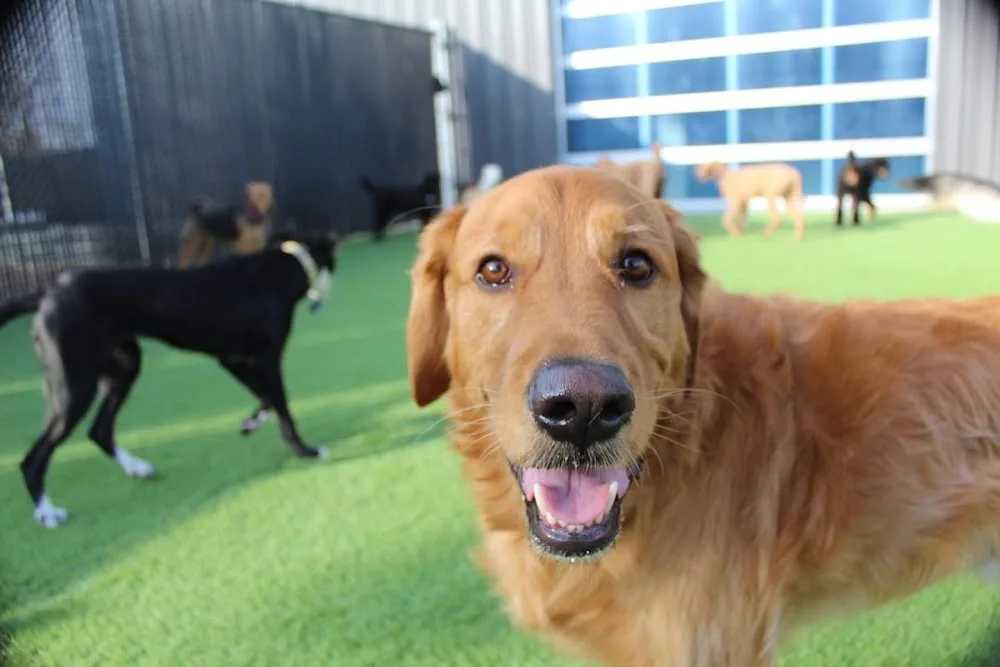 Happy Tails Pet Resort & Spa - Manitoba pet otel görseli 5