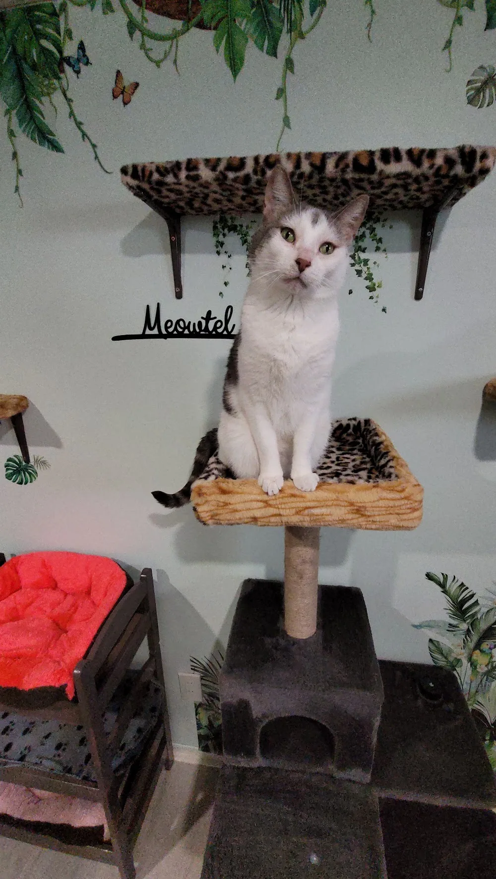 Meowtel Inn Cat Sitting - Manitoba pet otel