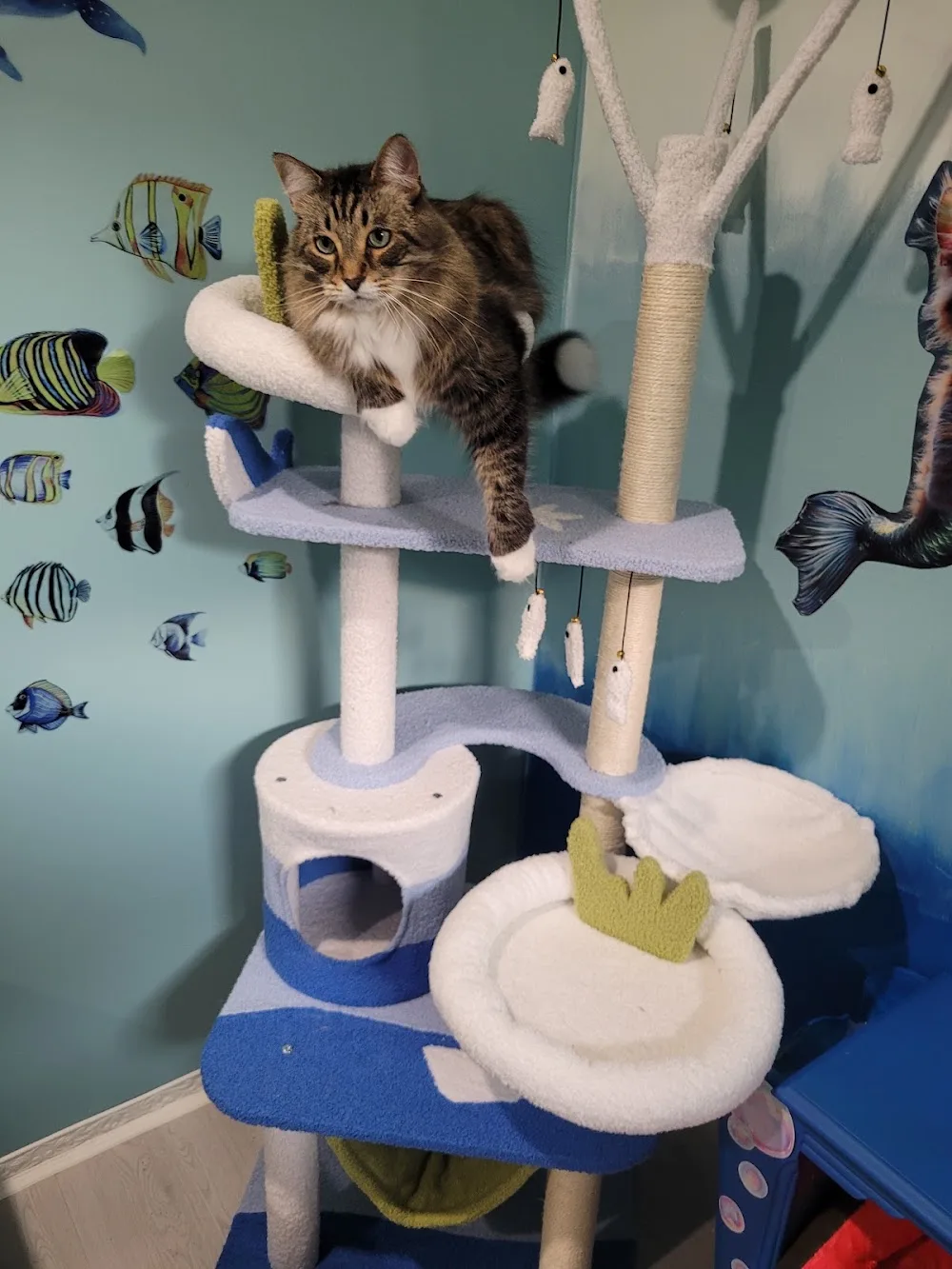 Meowtel Inn Cat Sitting - Manitoba pet otel görseli 3
