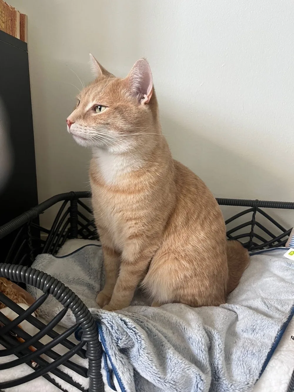 Pawadise Pet Care - Manitoba pet otel