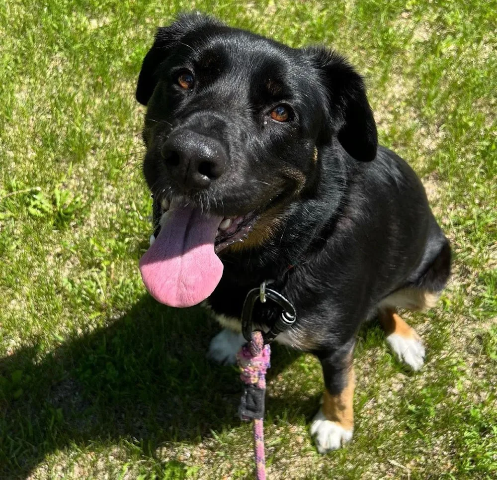Pawadise Pet Care - Manitoba pet otel görseli 3
