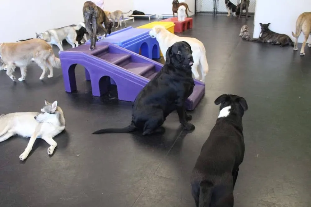 Pooches Playhouse - Manitoba pet otel