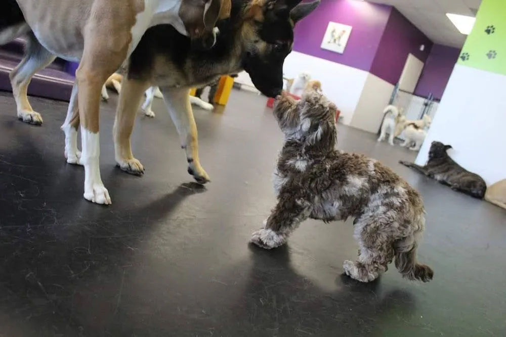 Pooches Playhouse - Manitoba pet otel görseli 3