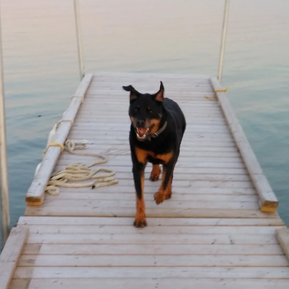 Prairielands Kennel - Manitoba pet otel görseli 4