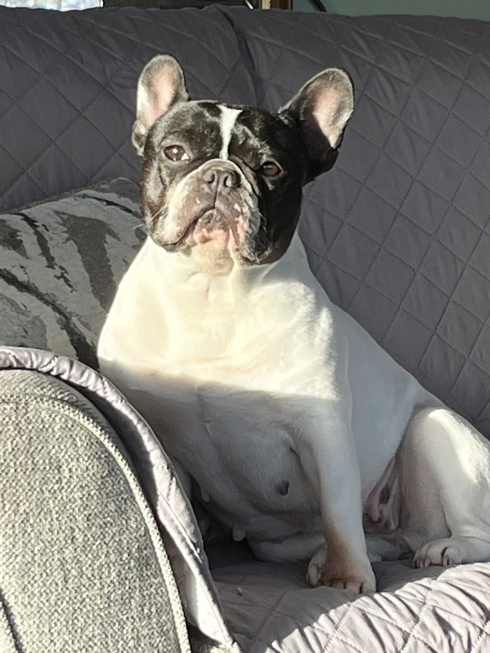 Rickway Kennels - Manitoba pet otel