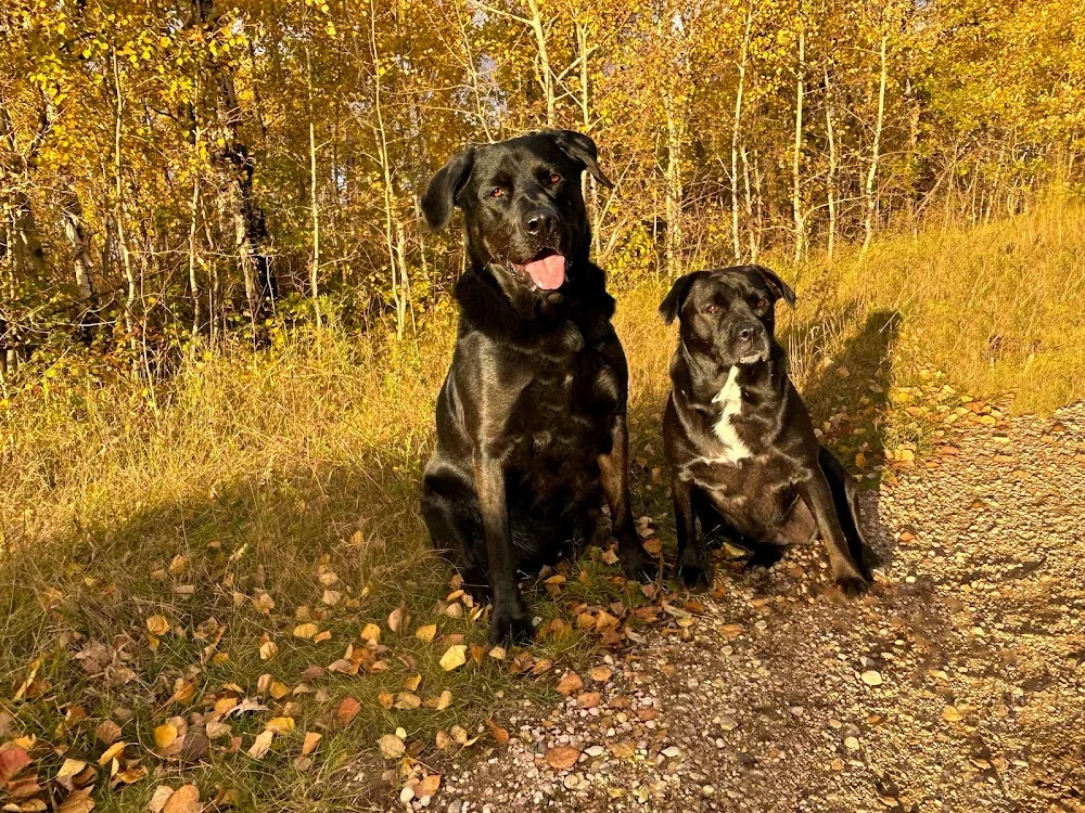 Sundog Boarding Kennels - Manitoba pet otel