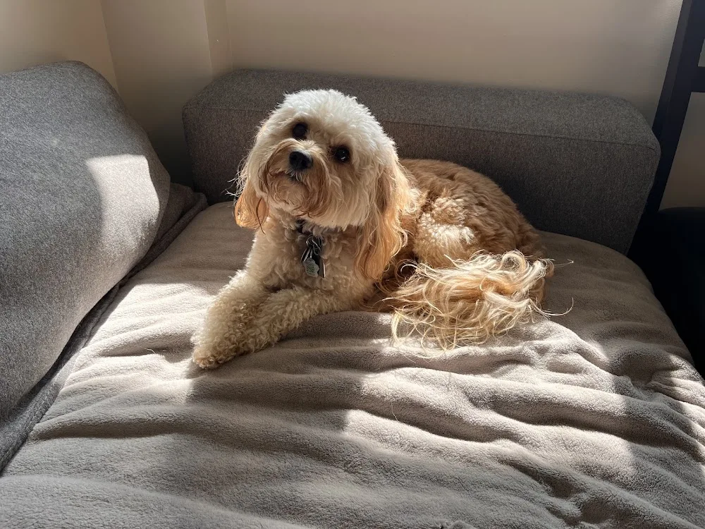 The Belly Rub Club - Manitoba pet otel