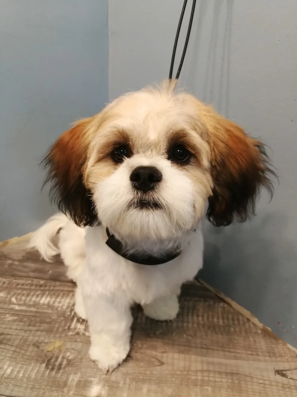 The Dazzling Dawg - Manitoba pet otel