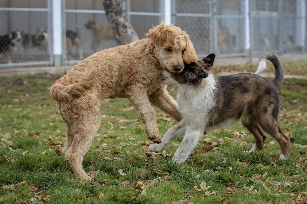 Waldenway Canine & Kitty Camp - Manitoba pet otel görseli 3