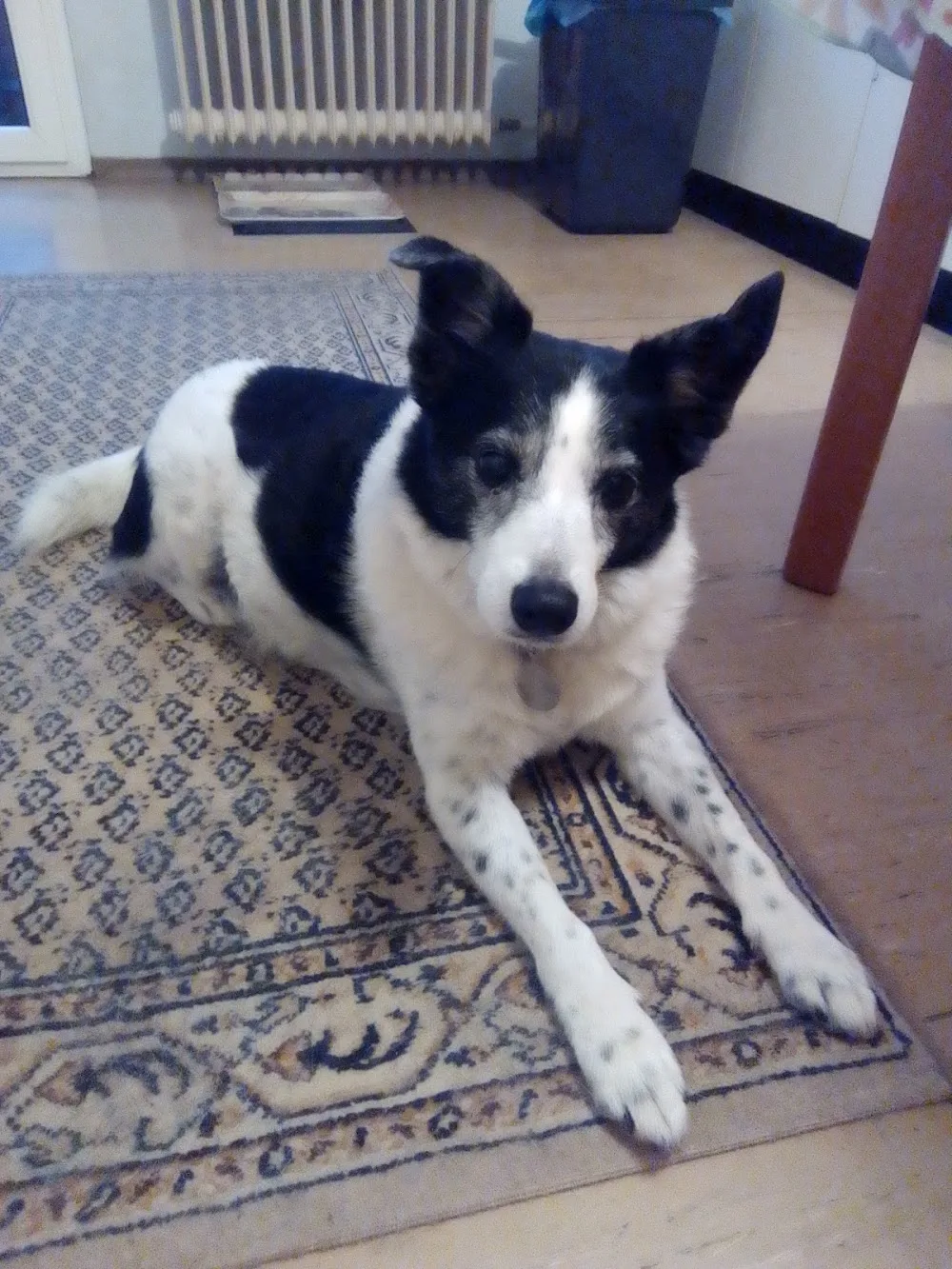 Hundehort Mannheim - Mannheim pet otel
