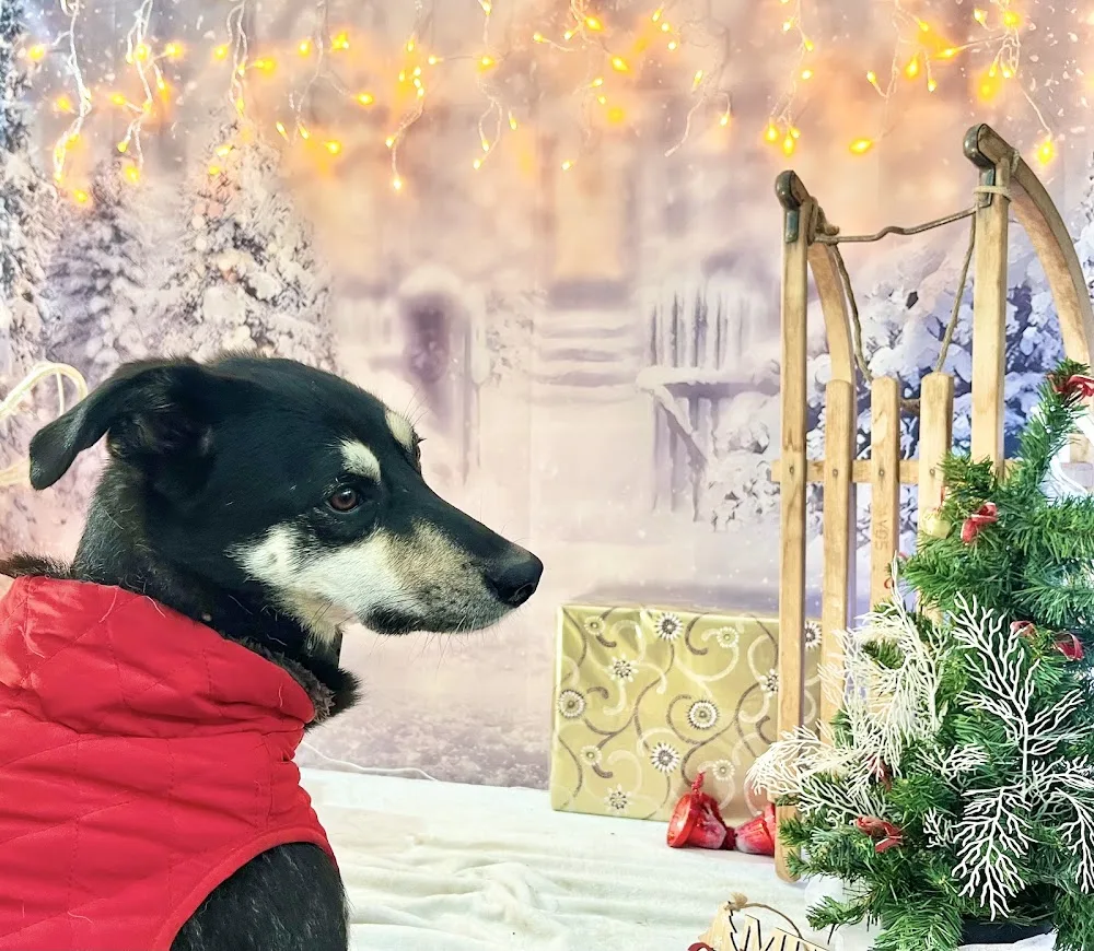 Hundepension Andrea Ehlert - Mannheim pet otel