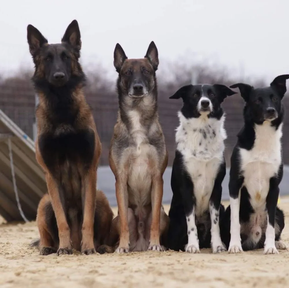 Hundepension Bei-Nichts-geht-mehr - Mannheim pet otel