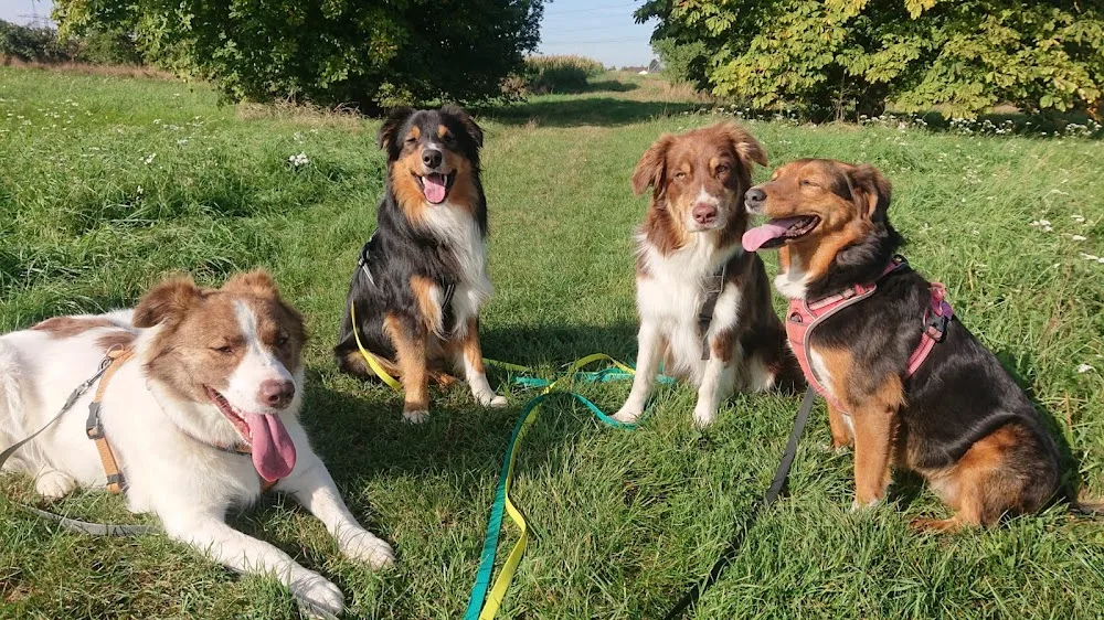 Hundepension Bei-Nichts-geht-mehr - Mannheim pet otel görseli 3