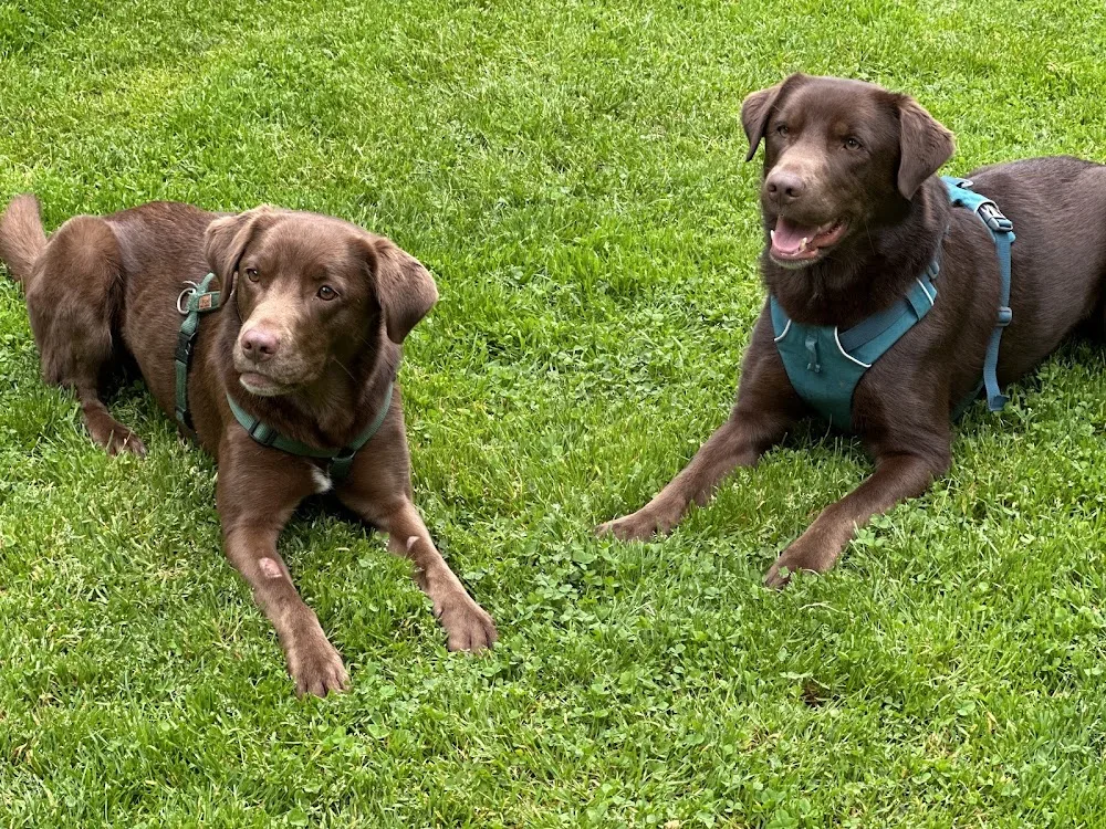 Hundepension Don Emilio - Mannheim pet otel görseli 3