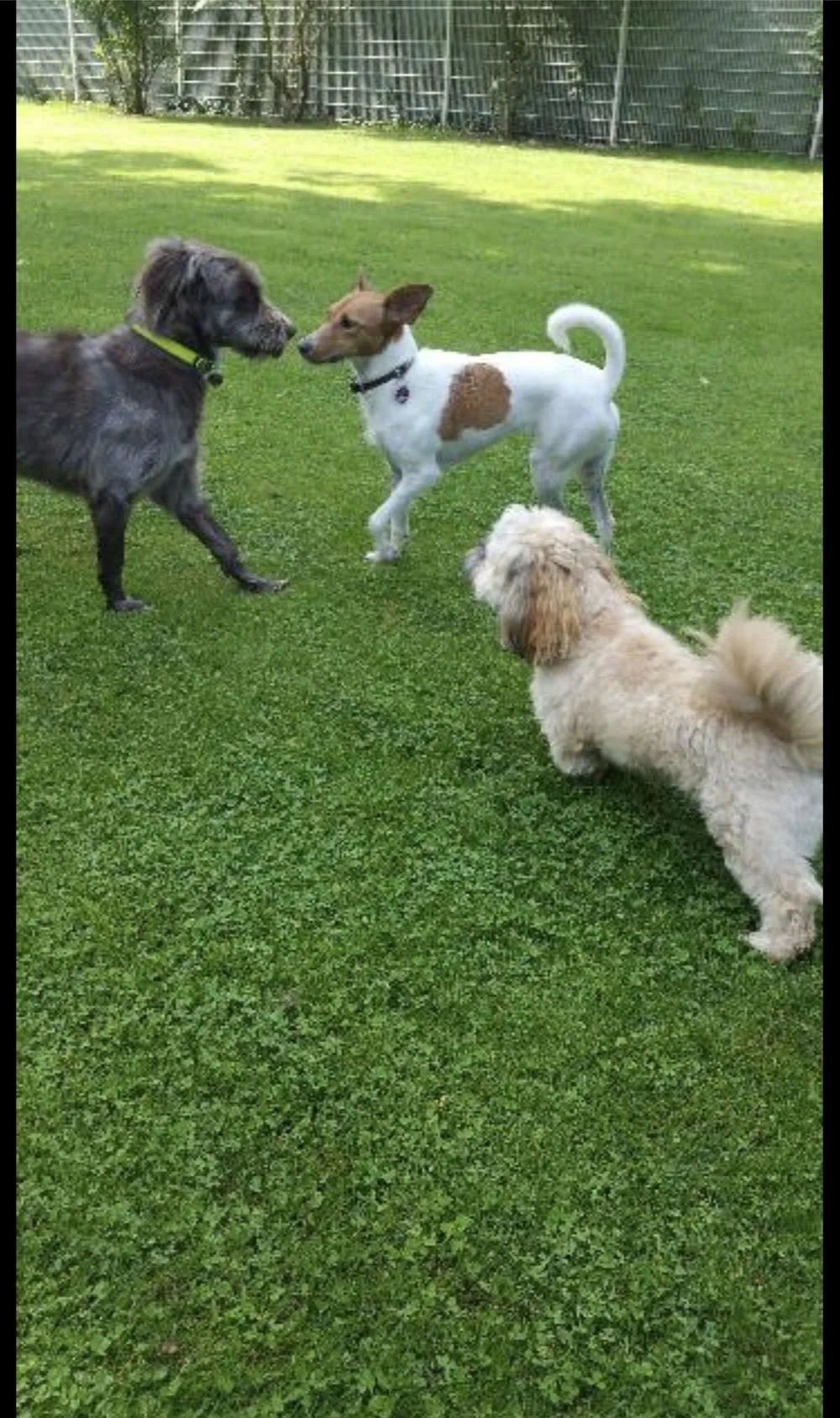 Hundepension Wolfsberger - Mannheim pet otel görseli 3