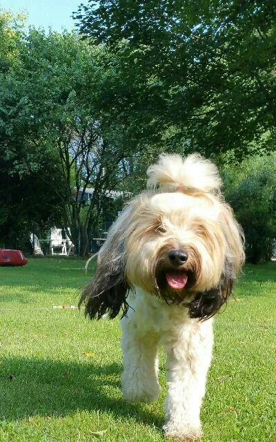 Hundepension Wolfsberger - Mannheim pet otel görseli 6