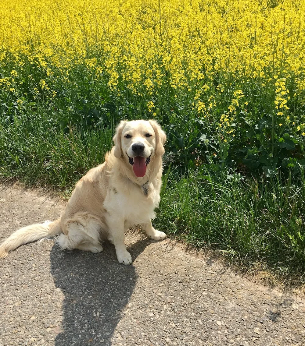Sabrina Hemberger Hundebetreuung mit Herz - Mannheim pet otel