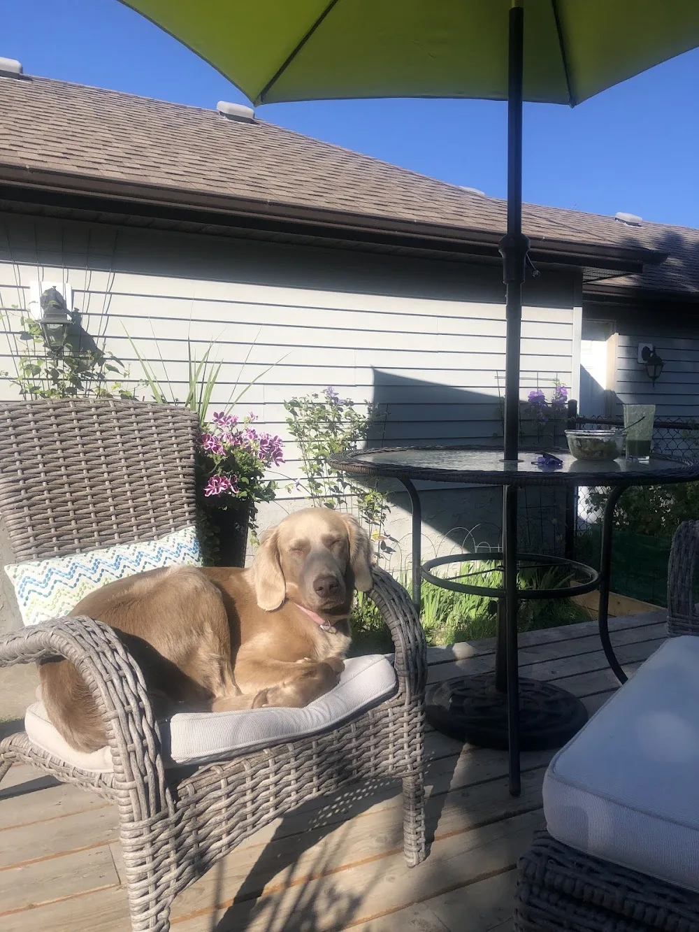 Ambleside Dog BNB - Maple pet otel