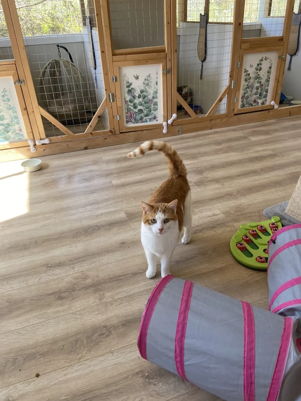 Cozy Maple cat boarding - Maple pet otel görseli 3