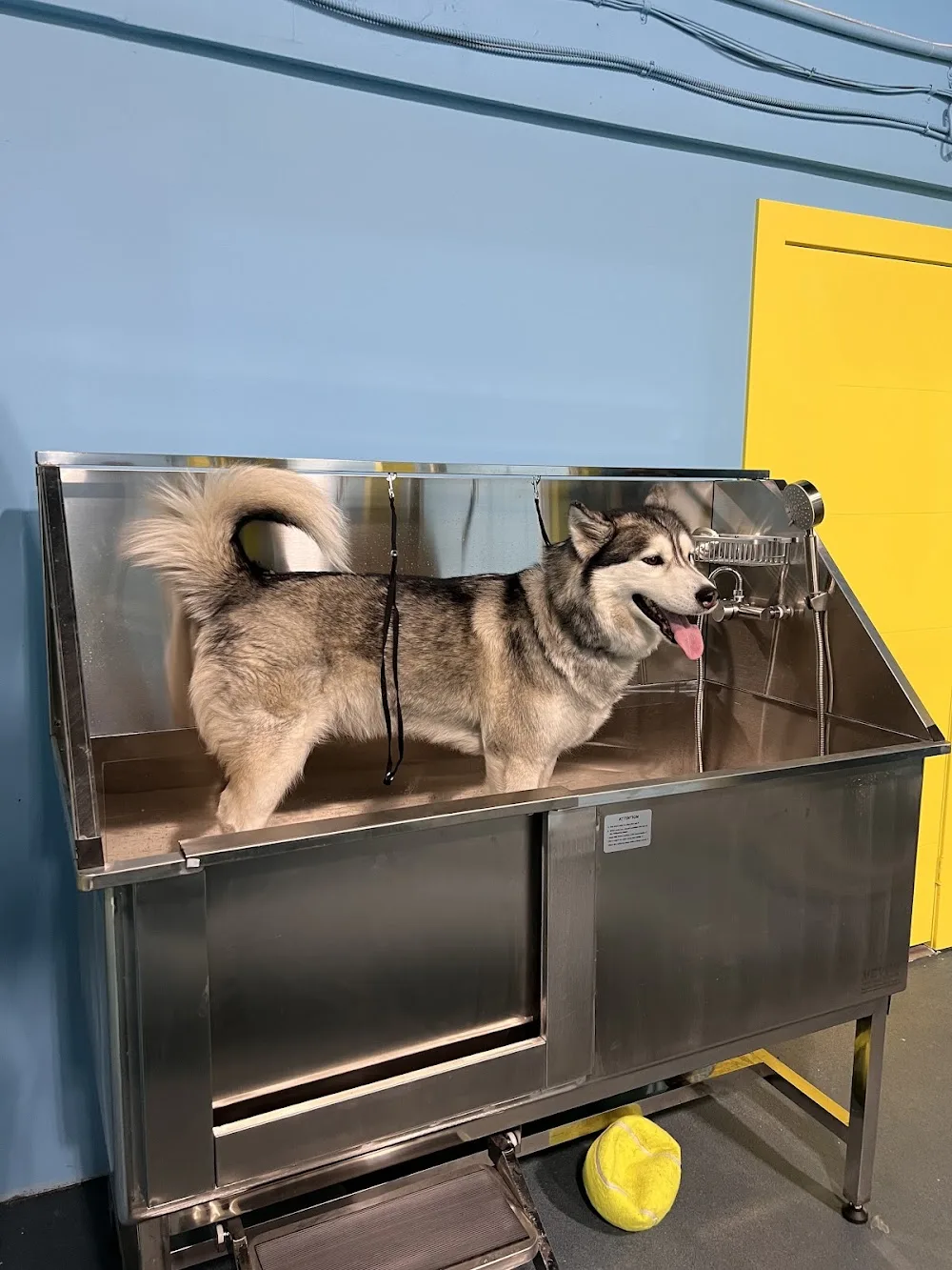 Doggy Land - Maple pet otel görseli 3