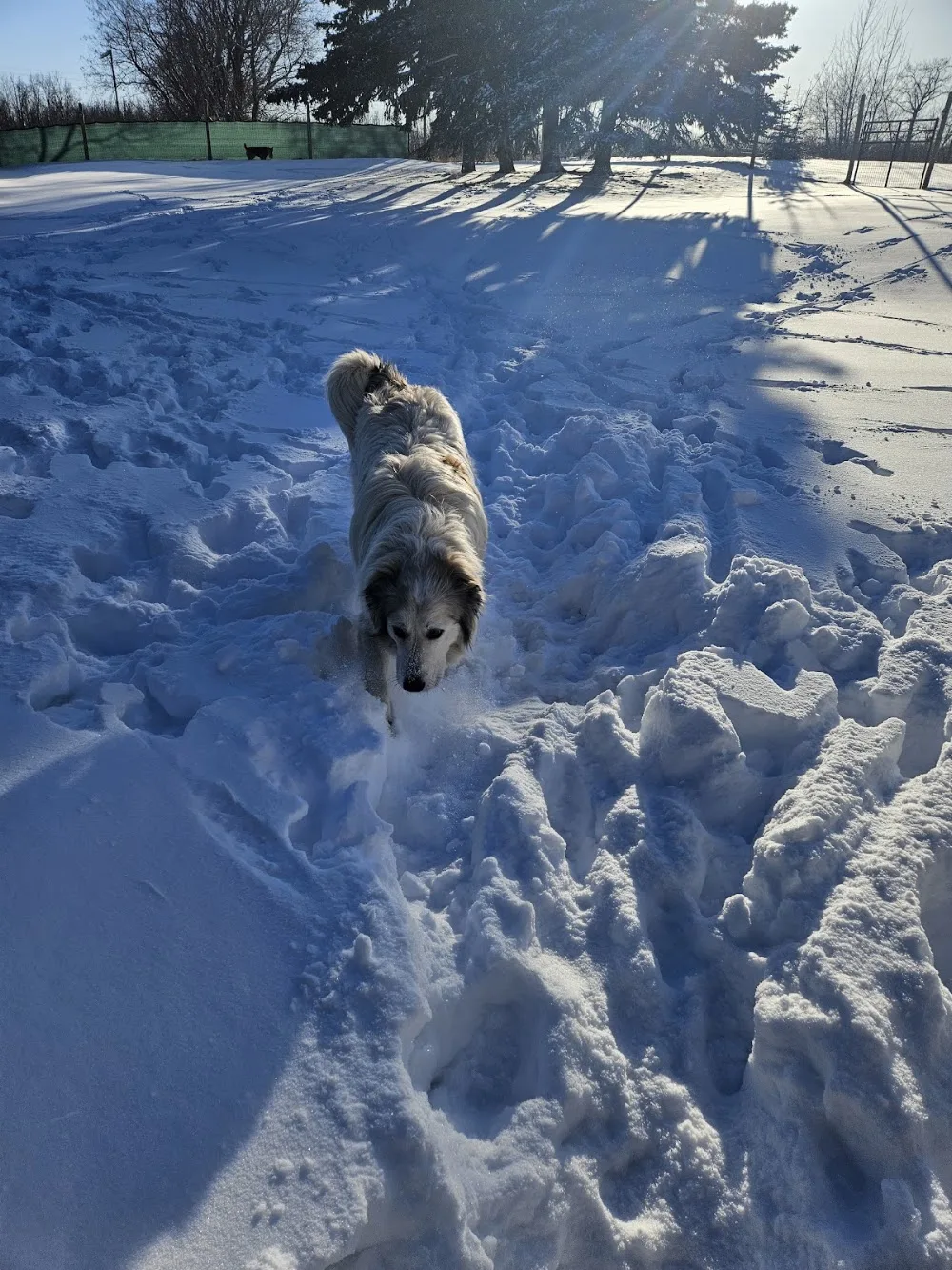 K9 Country Care - Maple pet otel