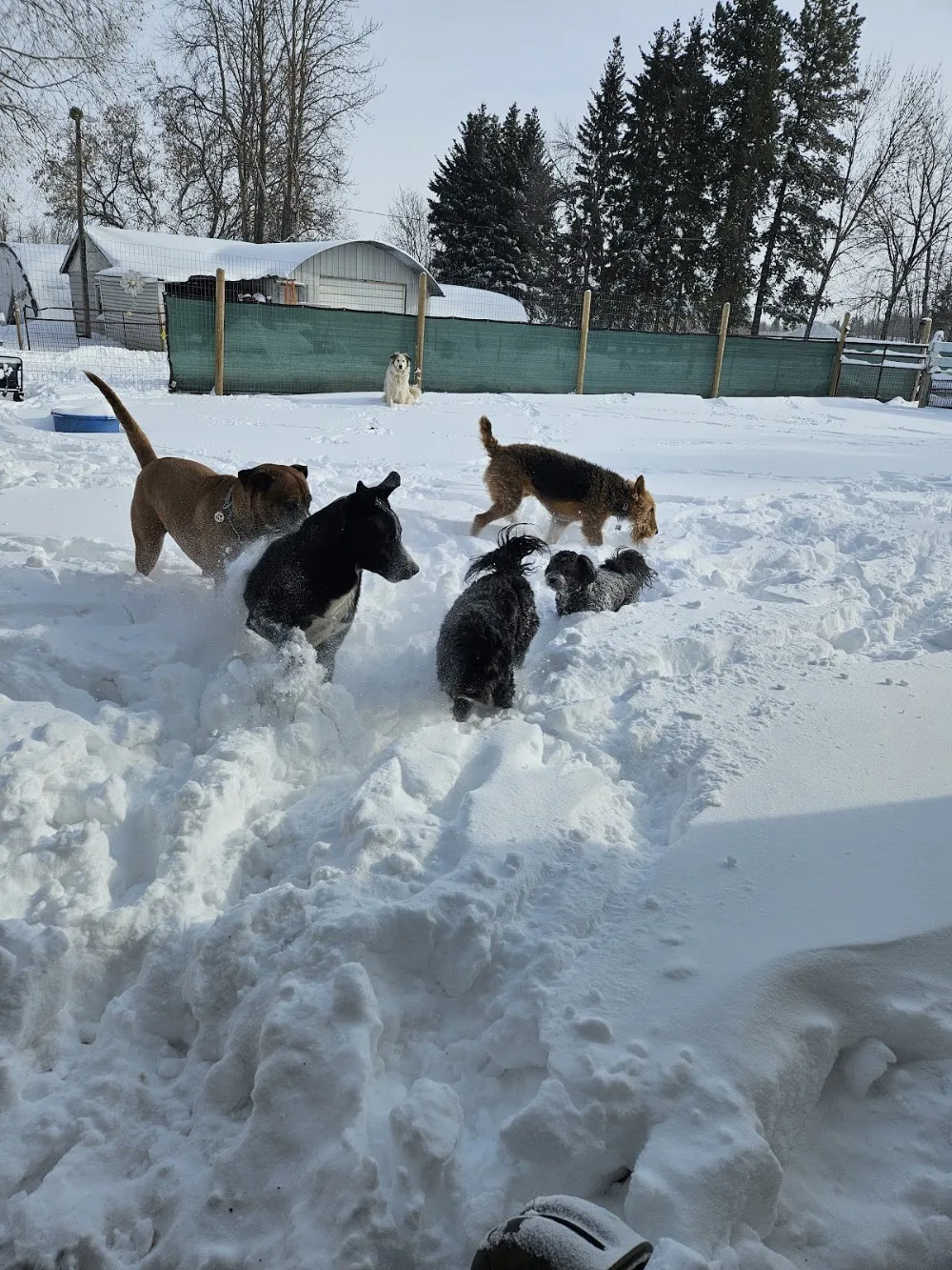 K9 Country Care - Maple pet otel görseli 3