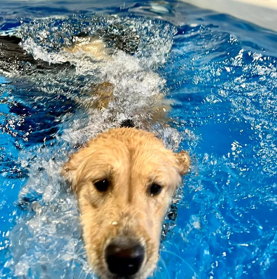 Maple Hill Canine Centre - Maple pet otel görseli 3