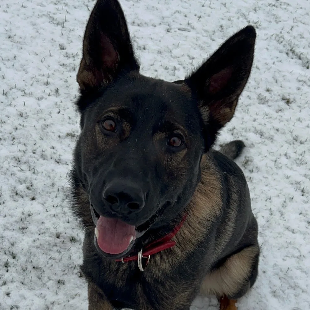 Maple Hill Canine Centre - Maple pet otel görseli 5