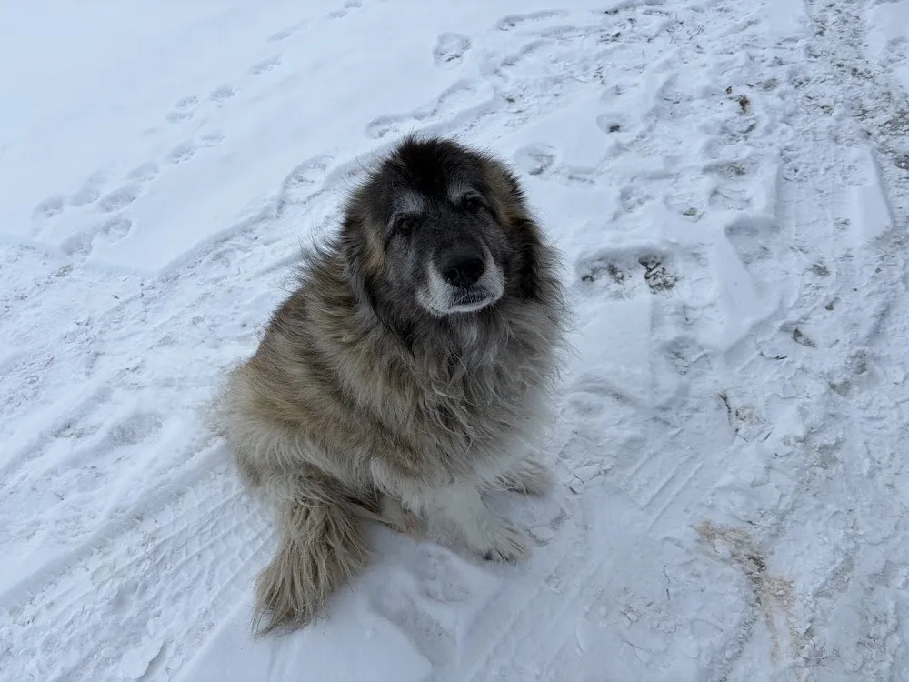 Paws Inn Westlock - Maple pet otel