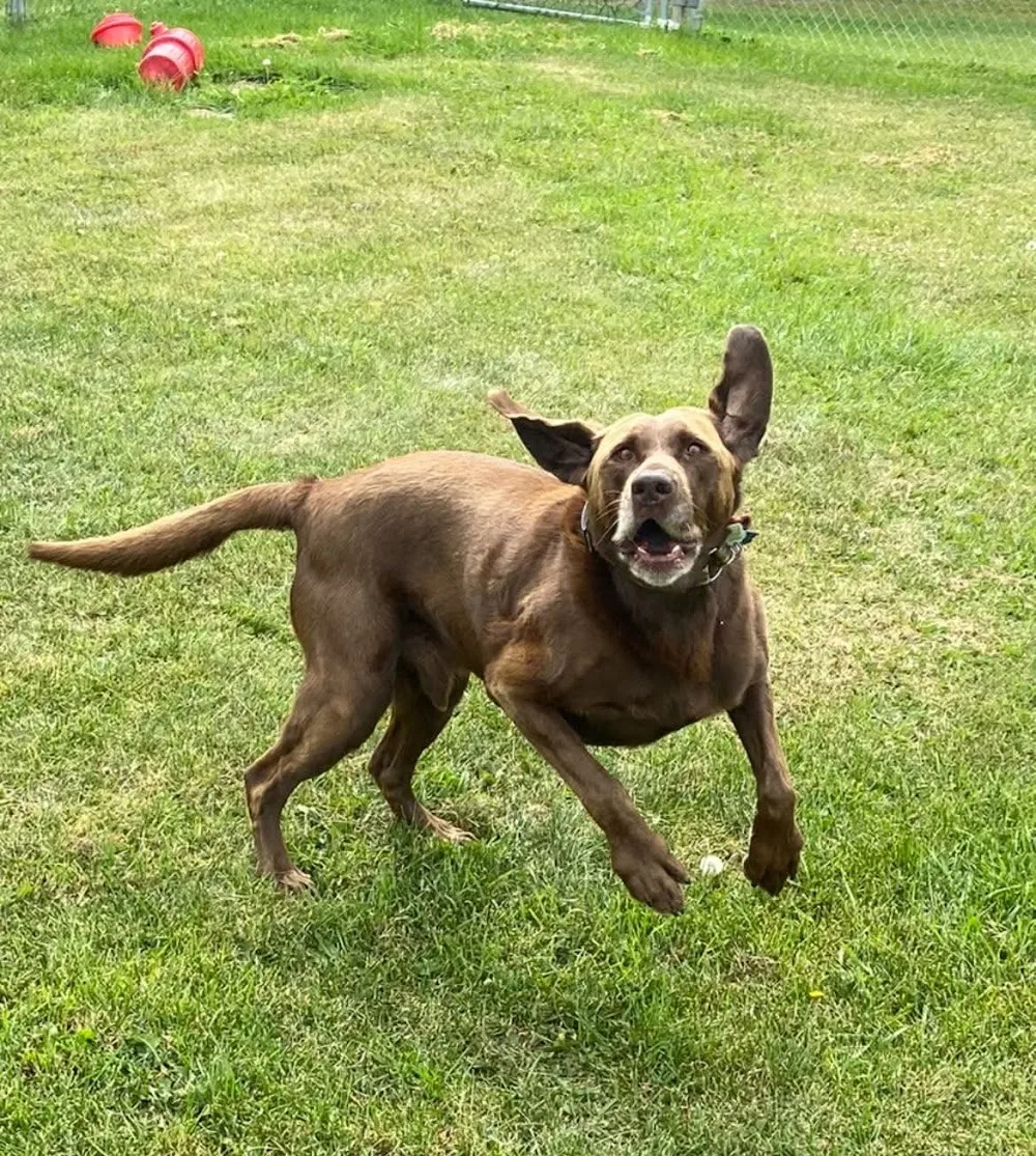 Paws Inn Westlock - Maple pet otel görseli 3