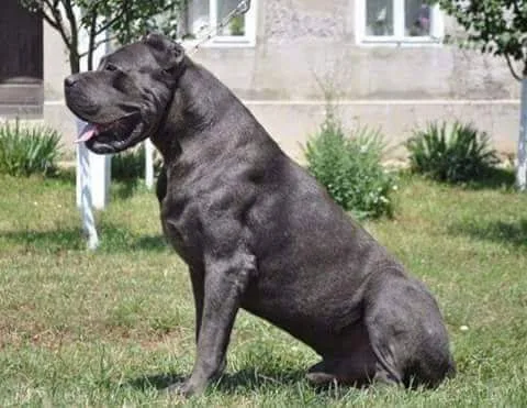 Antiqua Guardia Kennel - Maramureș pet otel