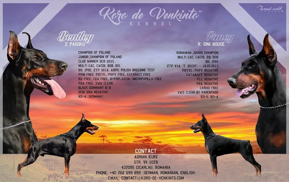 Koro of Venkinto - Dobermann Kennel - Maramureș pet otel