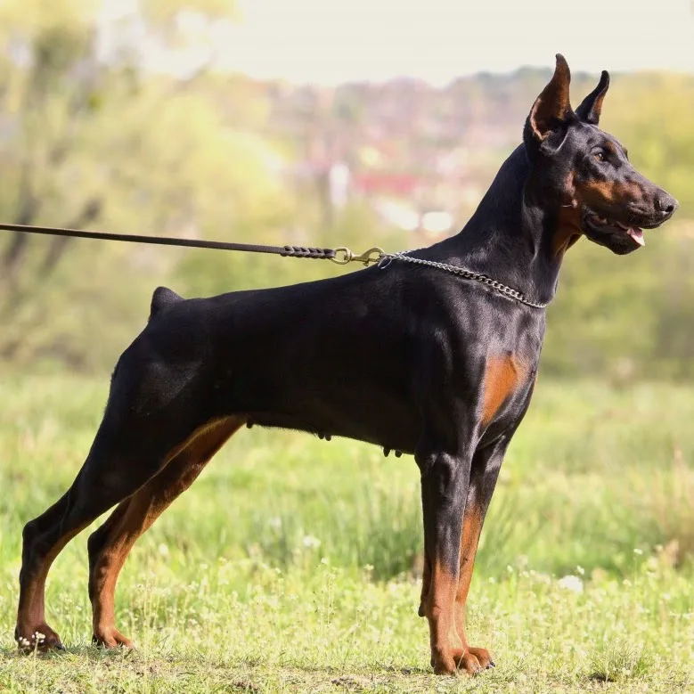 Koro of Venkinto - Dobermann Kennel - Maramureș pet otel görseli 3