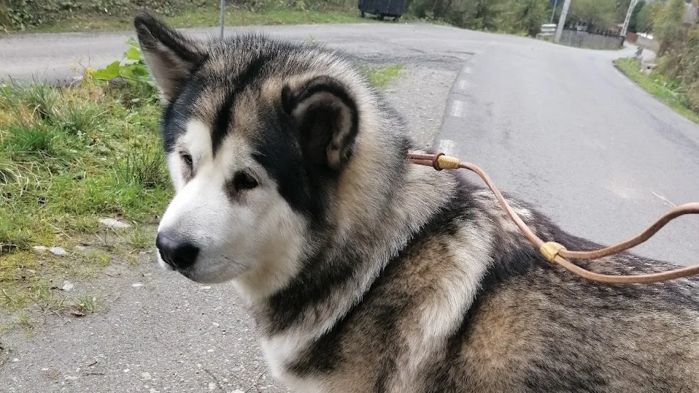 Malamut de alaska /Yakutskaya Laika Frozen Diamond FCI Kennel - Maramureș pet otel