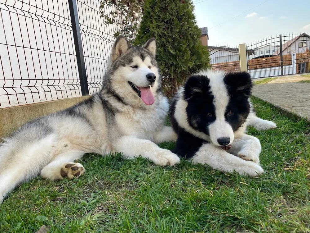 Malamut de alaska /Yakutskaya Laika Frozen Diamond FCI Kennel - Maramureș pet otel görseli 3