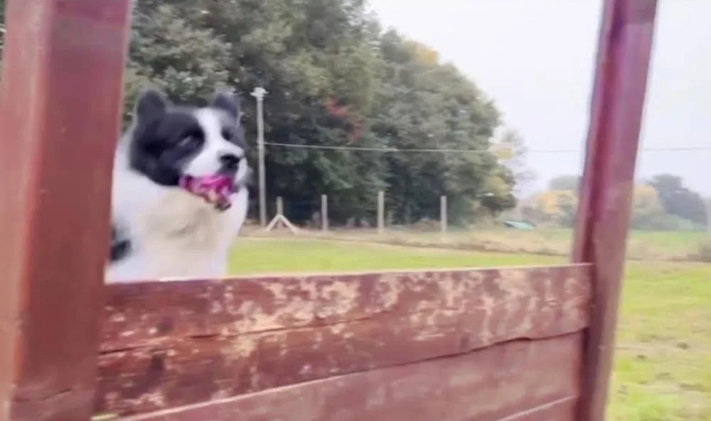 Centro cinofilo dog house a mantova - Marche pet otel