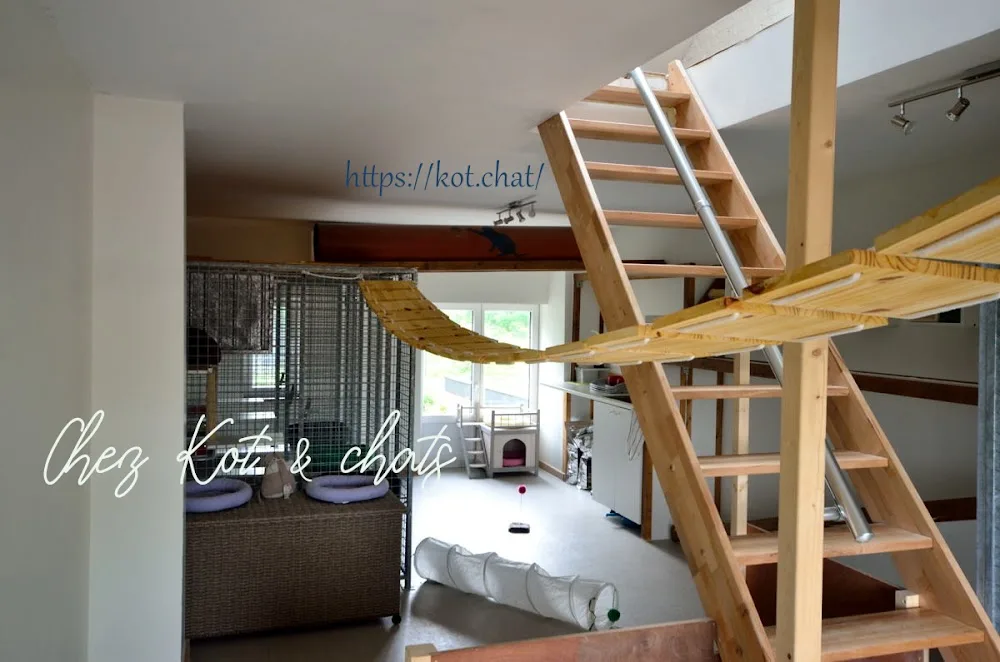 Kot & chats - Marchin pet otel görseli 6
