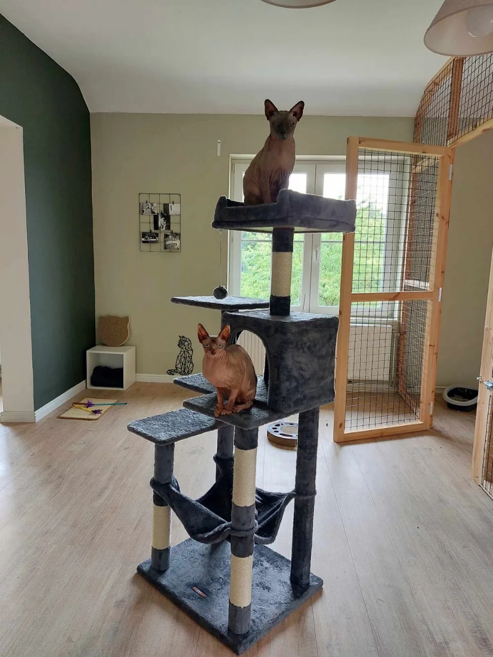 Pension pour chats Chez Yellow - Marchin pet otel görseli 3