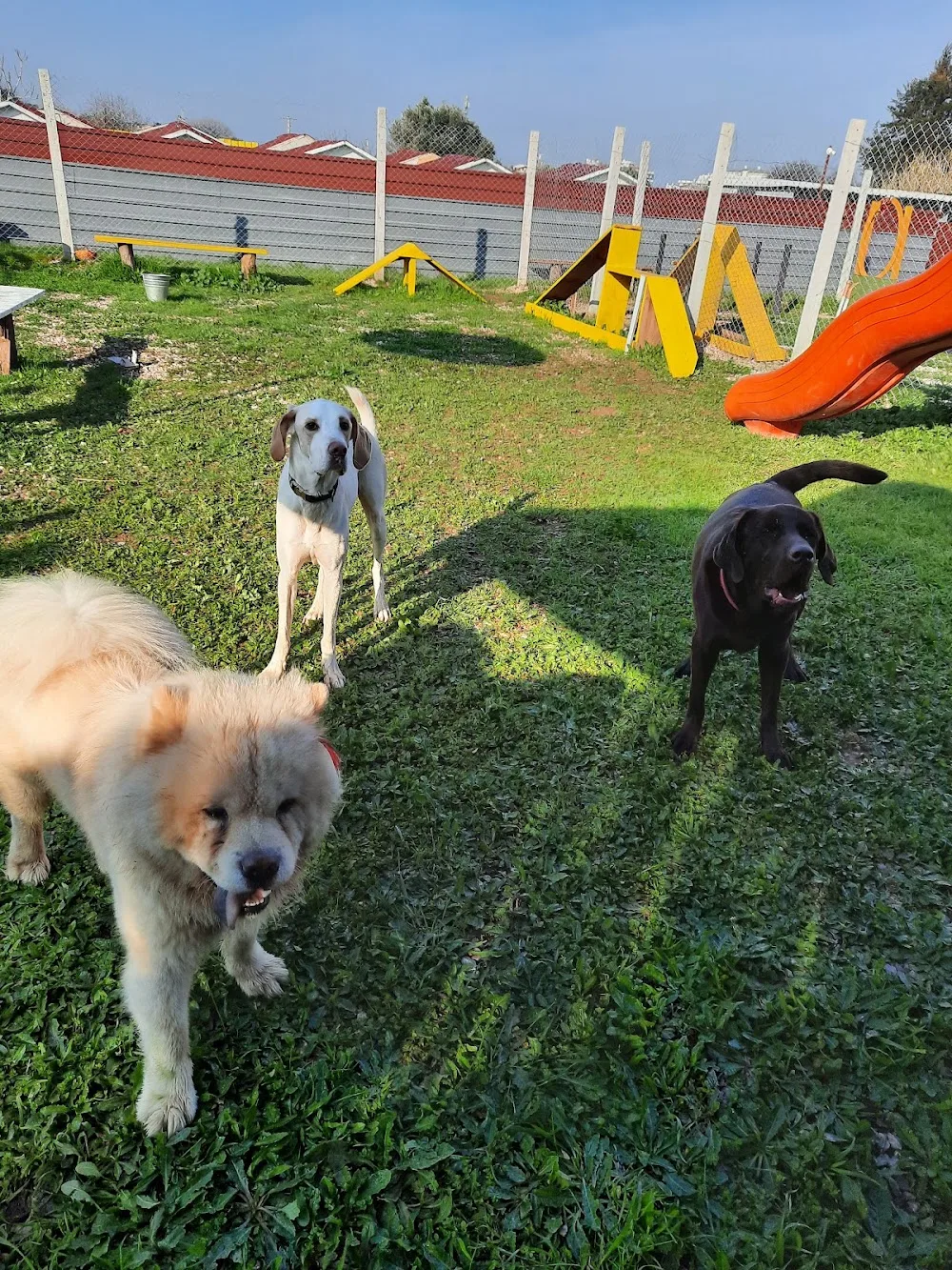 Mark Köpek Evi - Izmir pet otel görseli 6