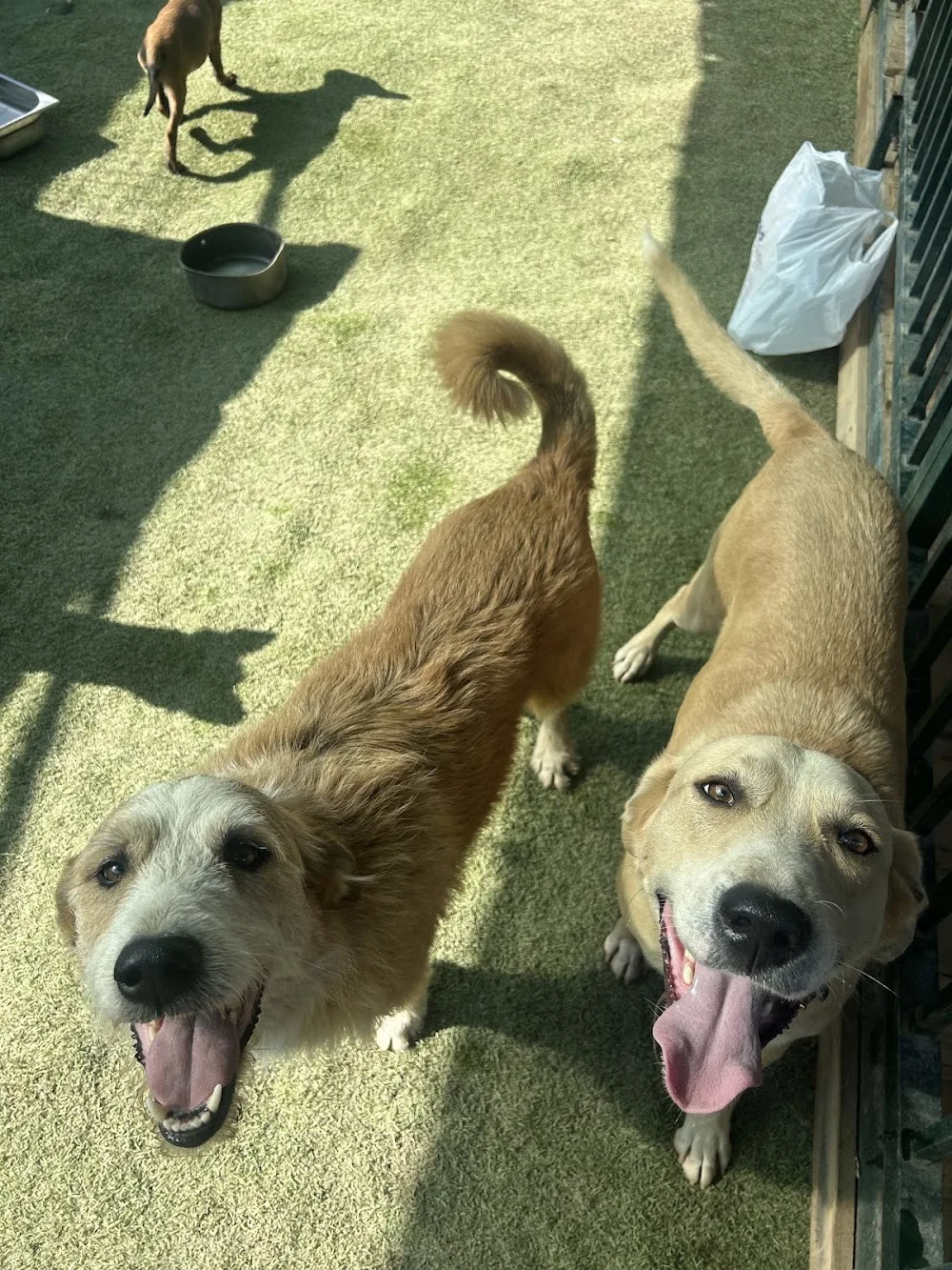 Mark Köpek Evi - Izmir pet otel görseli 7