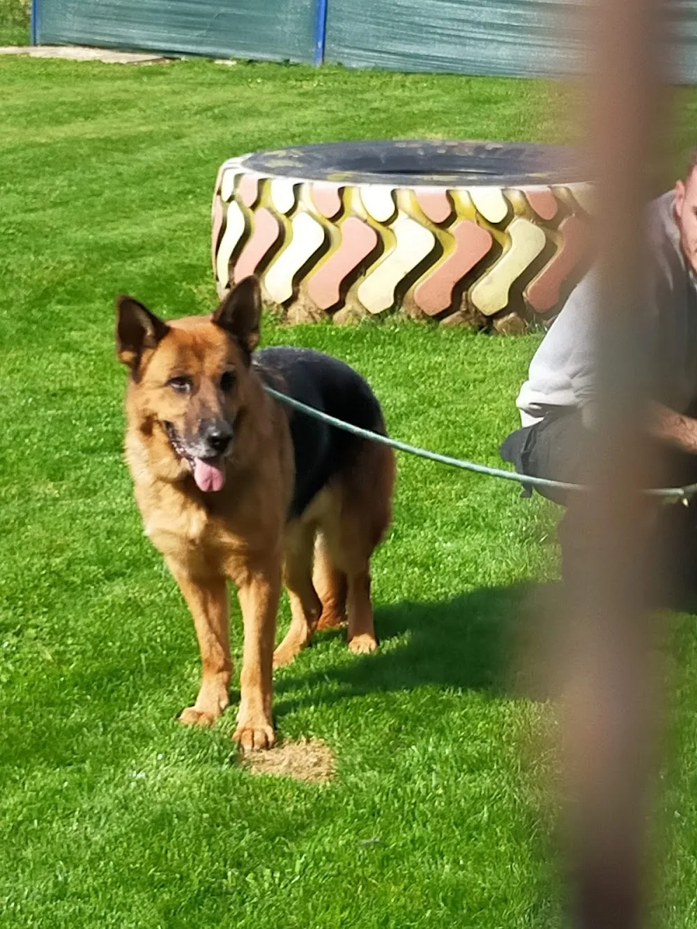 Droveway Kennels - Marlborough pet otel