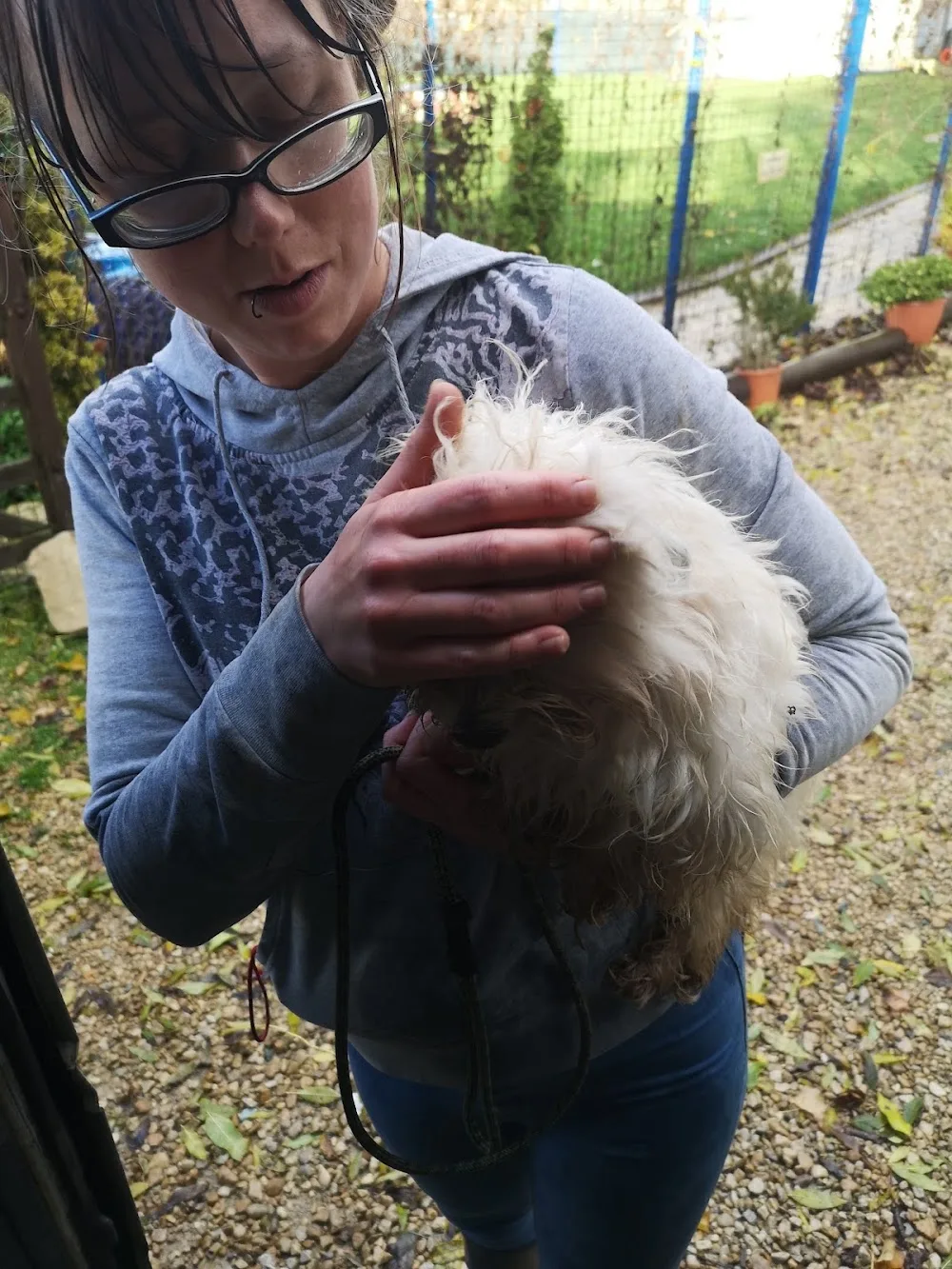 Droveway Kennels - Marlborough pet otel görseli 3