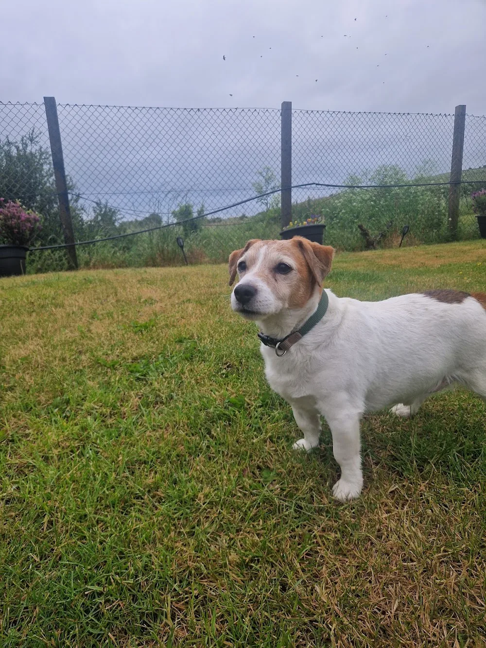 Dukesmead Boarding Kennels & Cattery - Marlborough pet otel görseli 3