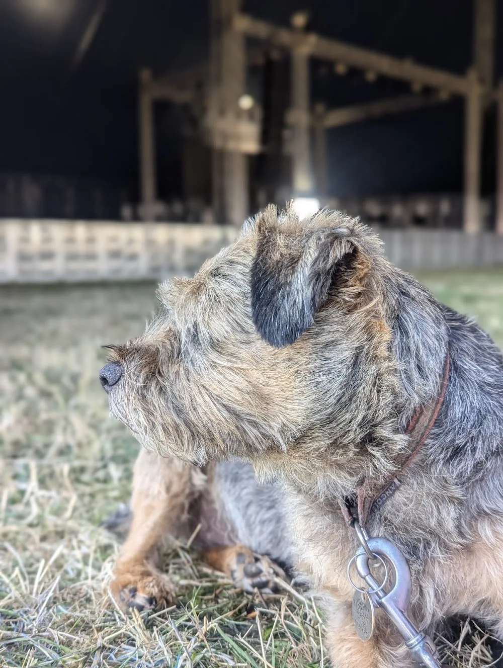 Flaxlands Kennels and Cattery - Marlborough pet otel görseli 2