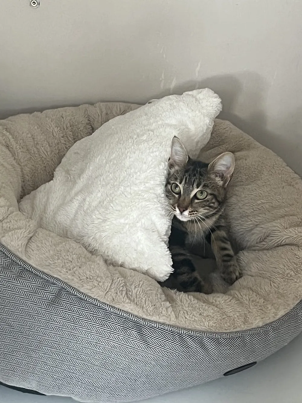 Highmead Cattery - Marlborough pet otel