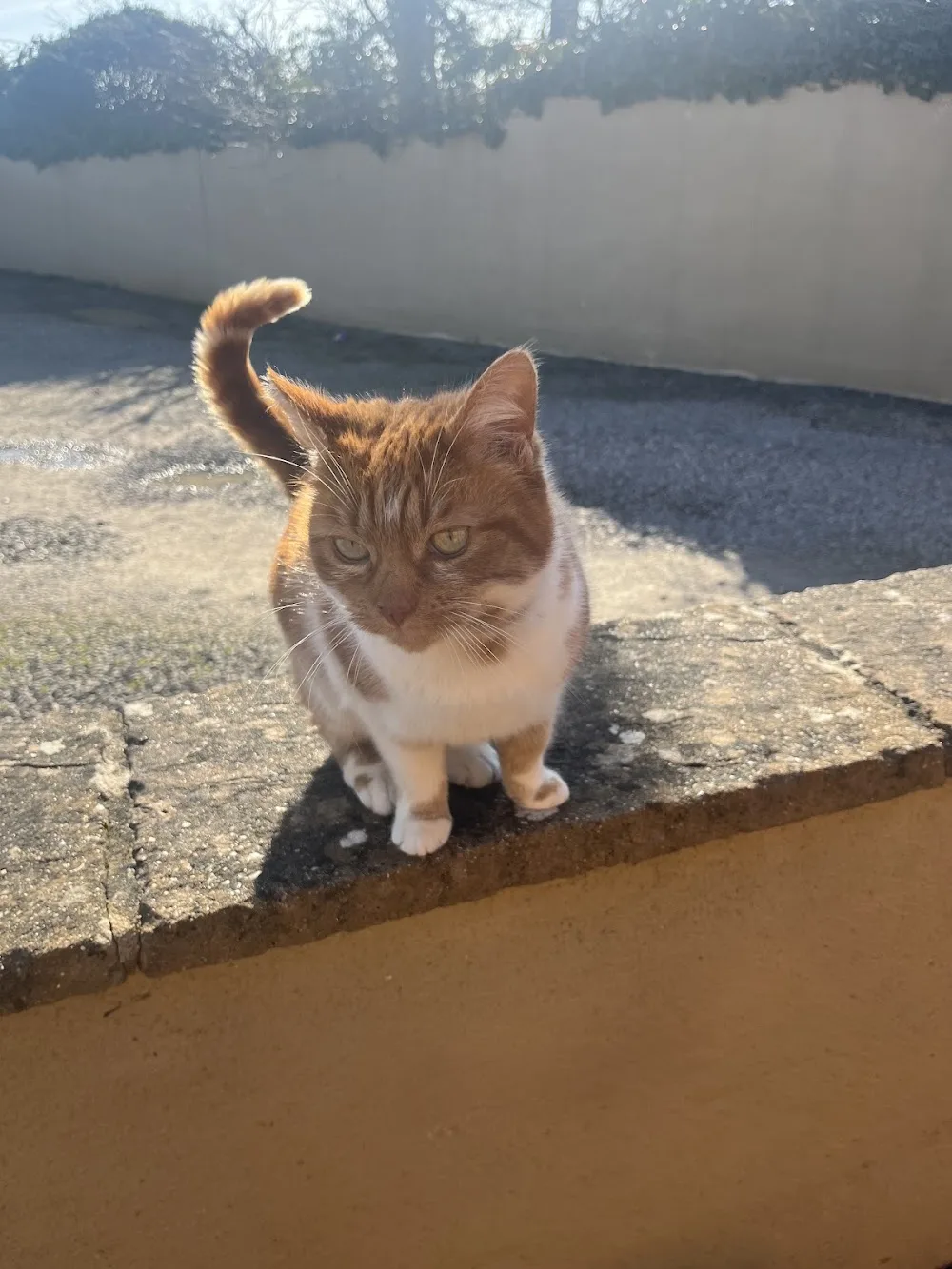 Highmead Cattery - Marlborough pet otel görseli 3