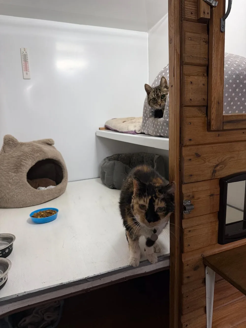 Purton Cattery - Marlborough pet otel görseli 2