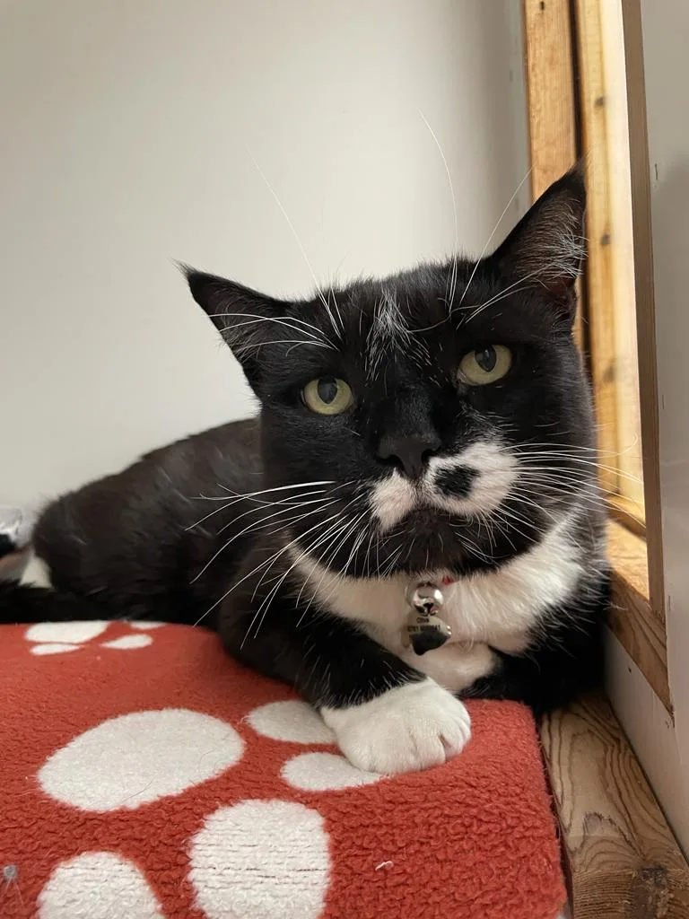 Purton Cattery - Marlborough pet otel görseli 3