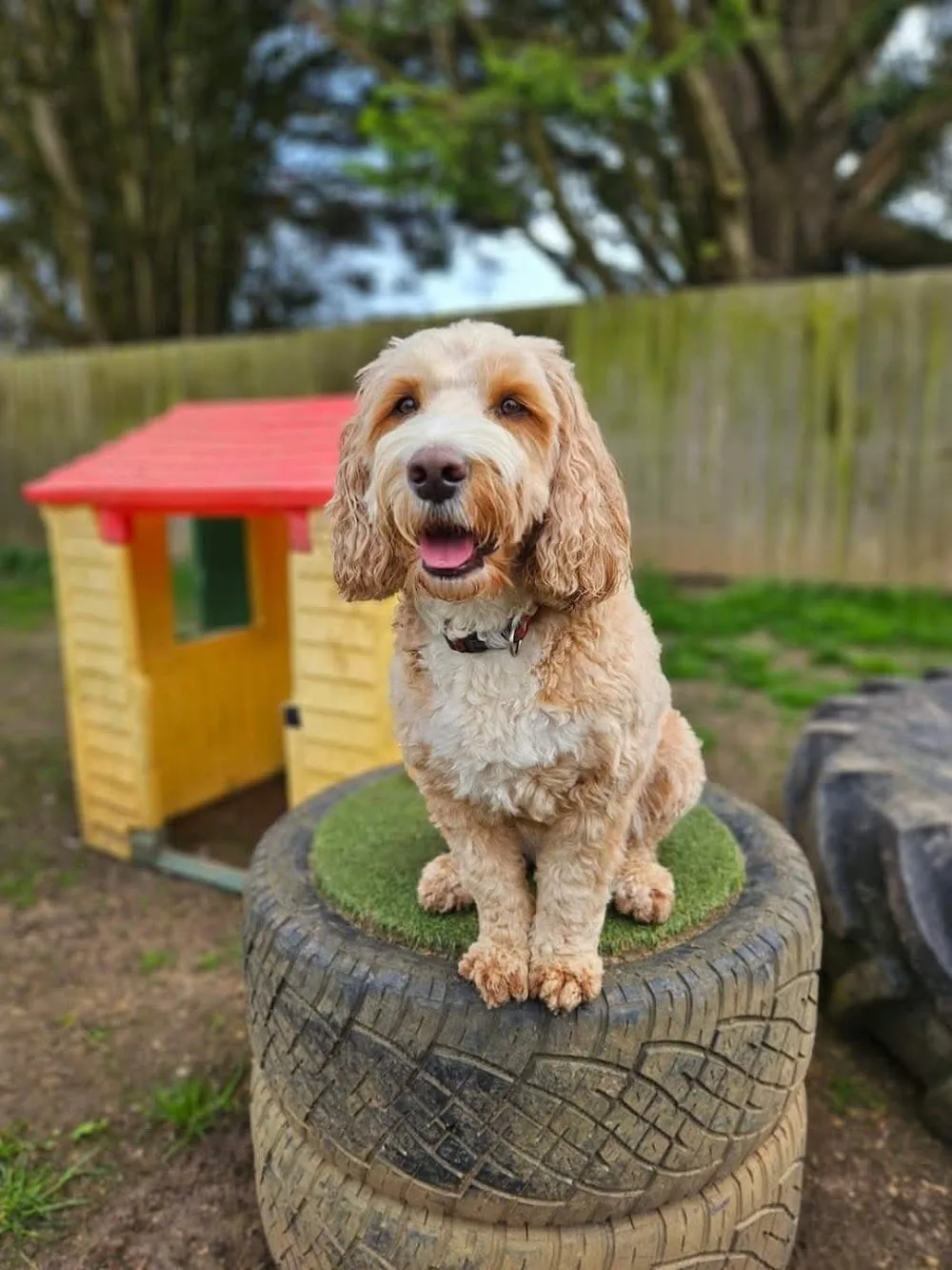 Red Lodge Country Club - Marlborough pet otel görseli 3