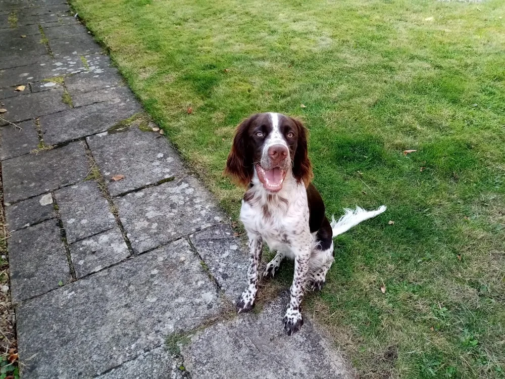 We Love Pets Marlborough - Dog Day Care & Home Boarding - Marlborough pet otel